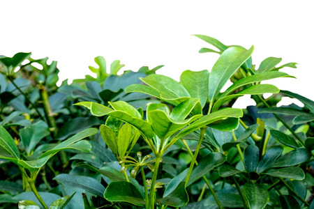 Green bush decorated in garden , Isolated on white backgroundの写真素材
