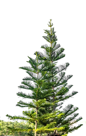 Big pine tree in the natural parkland , Isolated on white backgroundの写真素材