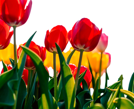 Beautiful and colorful of tulips field in the garden , Isolated on white backgroundの写真素材