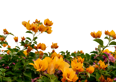 Bougainvillea in the garden , Isolated on white backgroundの写真素材