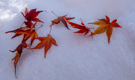 Red maple leaves on first winter snowの写真素材