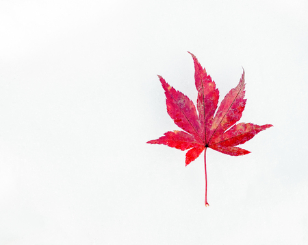Red maple leaf on first winter white and clean snowの写真素材
