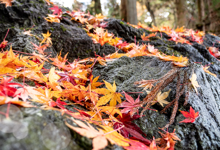 Maple leaves fall to the stone ground in the forest at last autumnの写真素材