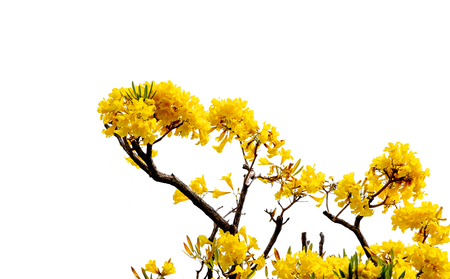 Beautiful fresh yellow color bloom flowers of Tabebuia aurea tree or trumpet tree : isolated on white backgroundの写真素材