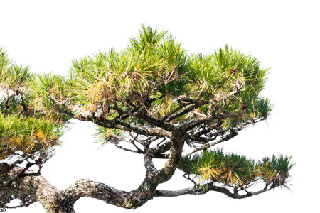 Japanese pine tree in the park, Isolated on white backgroundの写真素材