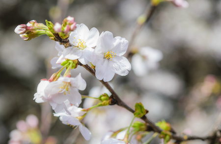 Beautiful flowering Japanese cherry - Sakuraの写真素材