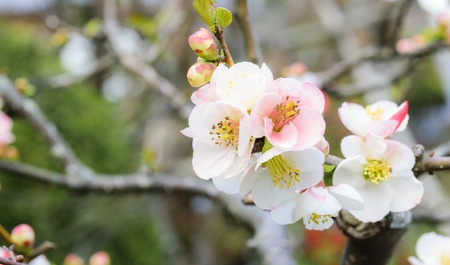 Beautiful flowering Japanese cherry - Sakuraの写真素材