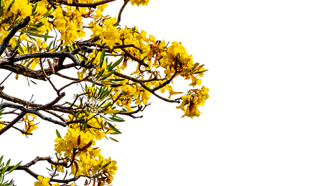 Beautiful fresh yellow color bloom flowers of Tabebuia aurea tree or trumpet tree : isolated on white backgroundの写真素材