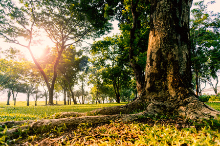 Morning in the park with veautiful sunrise and old treeの写真素材