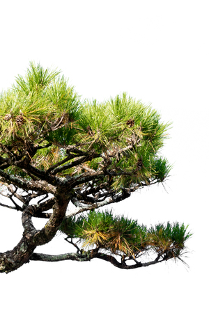 Japanese pine tree in the park, Isolated on white backgroundの写真素材