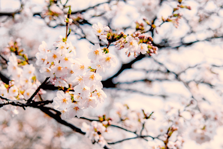 Selective focus  of sakura or cherry blossom in Japanese gardenの写真素材