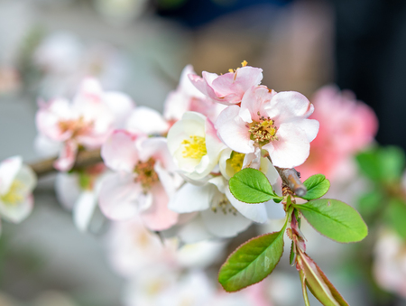 Selective focus  of sakura or cherry blossom in Japanese gardenの写真素材