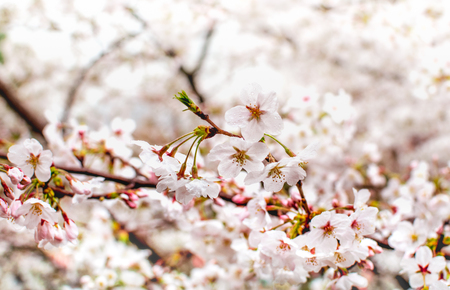 Selective focus  of sakura or cherry blossom in Japanese gardenの写真素材