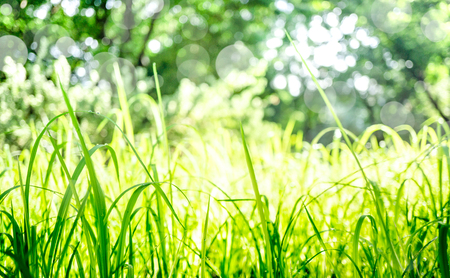 Dew on grass field in the morning with blurred background and bokeh effectの写真素材
