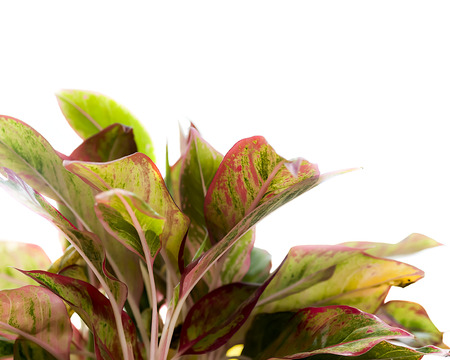chinese Evergreen , isolated on white backgroundの写真素材