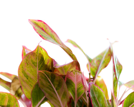 Chinese Evergreen , isolated on white backgroundの写真素材