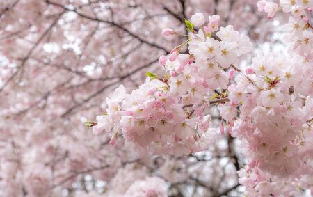 Selective focus of Sakura flowers or Cherry blossom in Japanese gardenの写真素材