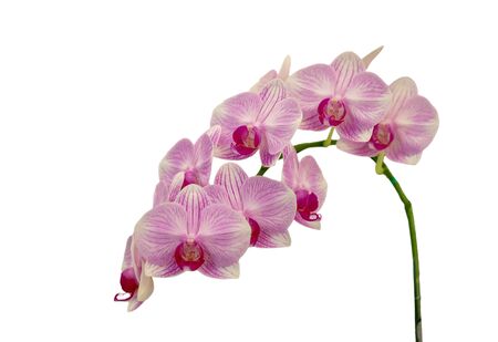 Purple orchid : Isolated on white backgroundの写真素材
