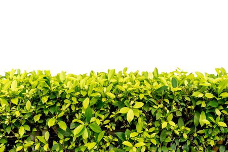 Tree fence wall decorated in the garden , Isolated on white backgroundの写真素材