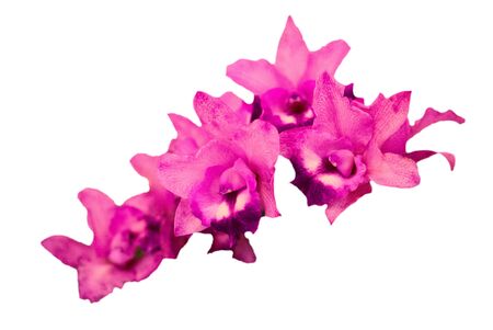 Selective focus of purple orchid : Isolated on white backgroundの写真素材