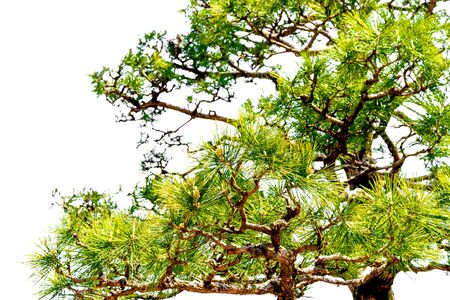 Japanese pine tree in the park : Isolated on white backgroundの写真素材