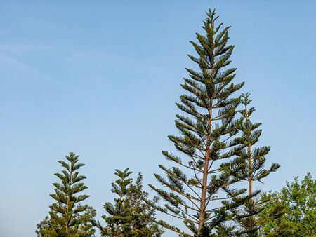 The beautiful public park with  Araucaria cookii, Norfolk Island Pineの写真素材