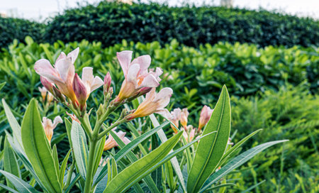 Ornamental plant and beautiful flowers decorated in the gardenの写真素材
