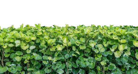 Ornamental plants in the garden for decoration , Isolated on white backgroundの写真素材