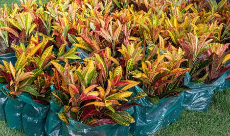 Codiaeum variegatium (L.) Blume or  Variegated Laurel, Garden Croton plant  prepare for gardeningの写真素材