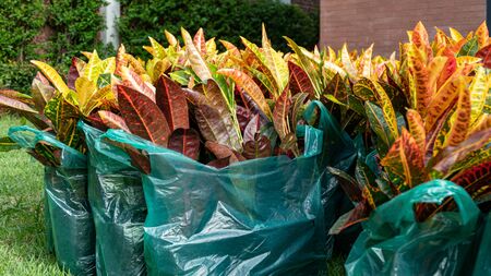 Codiaeum variegatium (L.) Blume or  Variegated Laurel, Garden Croton plant  prepare for gardeningの写真素材