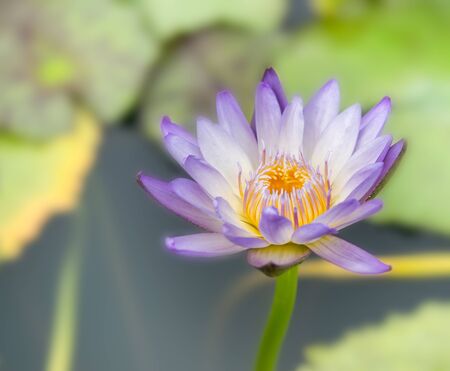 Purple water lily in a pond at Botanical gardenの写真素材