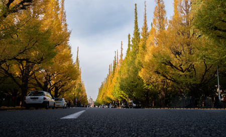 Beautiful autumn ginkgo at Meiji Jingu Gaien Park , Tokyo, Japanのeditorial素材