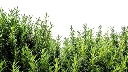 Beautiful green hedge for decorated in the garden , Isolated on white backgroundの写真素材
