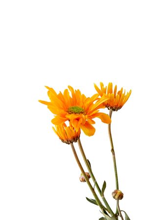 Vibrant yellow Gerbera Daisy flowers , Isolated on white backgroundの写真素材