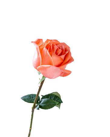 Vertical view of beautiful pink rose , Isolated on white backgroundの写真素材