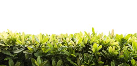 Green leaves , Isolated on white backgroundの写真素材