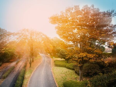 Autumn leaves in the park at the morningの写真素材