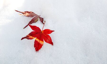 Red maple leaves on first winter white and clean snowの写真素材