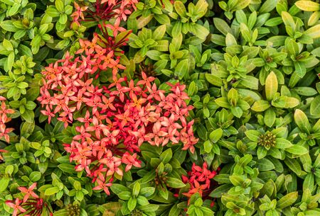 Beautiful  spike flower. King Ixora blooming (Ixora chinensis). Rubiaceae flower. in the garden.の写真素材