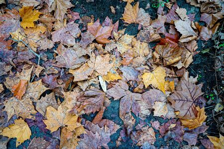 Dry maple leaves falling to the ground in Japanese public park in autumnの写真素材