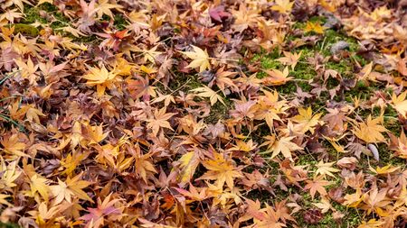 Maple leaves in the forest fall into the ground in autumn.の写真素材