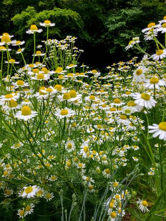 Selective focus of beautiful daisy flowers in the garden with natural lightの写真素材