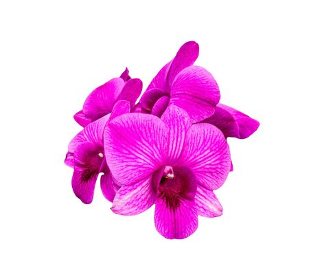 Beautiful purple orchid , Isolated on white backgroundの写真素材