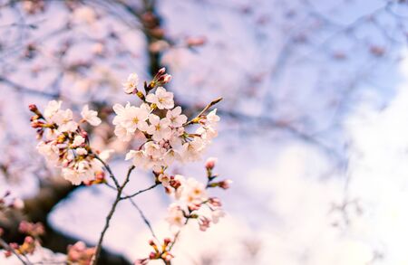 Selective focus of beautiful cherry blossom sakura at Japanese gardenの写真素材