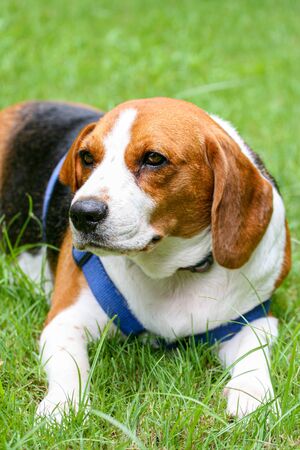 Purebred pedigree Beagle dog lying down on the lawnの写真素材