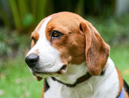Purebred pedigree Beagle dog lying down on the lawnの写真素材