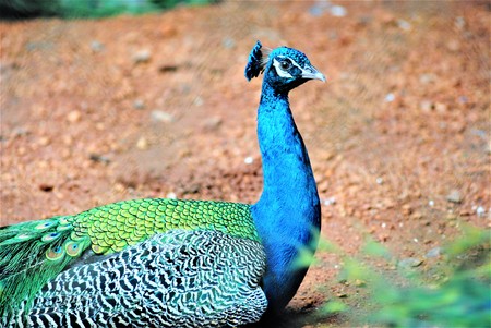 An Indian Peacock resting on the groundの写真素材