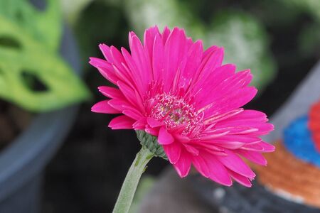 Pink flower in Winter Timeの写真素材