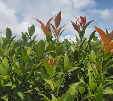 Growing plant is enjoying the  sunshineの写真素材