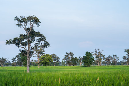 Paddy Rice Fields
